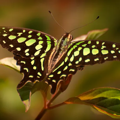 Butterfly 5