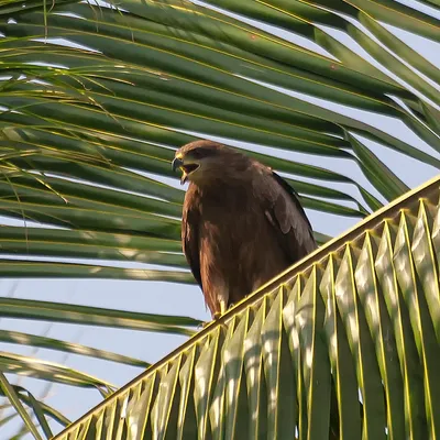 Kite - By Anuj Prabhune. Clicked during butterfly photography session.