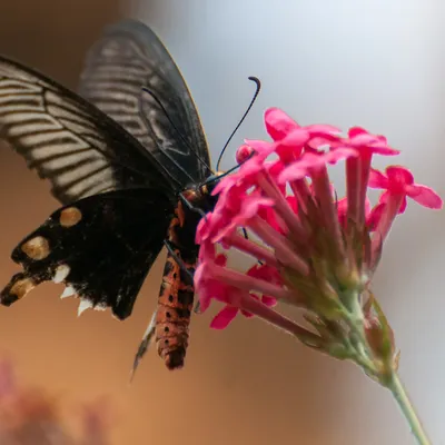 Butterfly 1