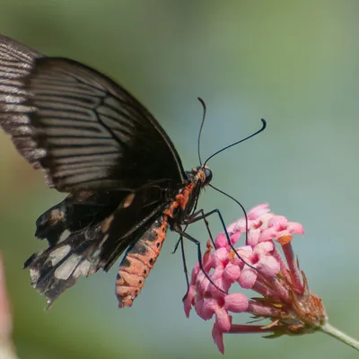 Butterfly 2