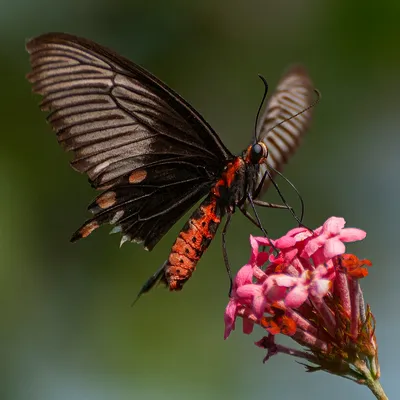 Butterfly 3