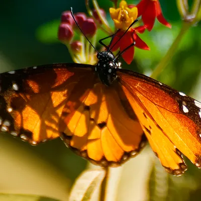 Butterfly 4