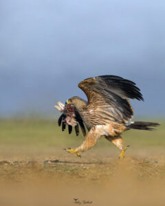 36DF762F-DB85-4A53-A664-D744C1F1A7AF